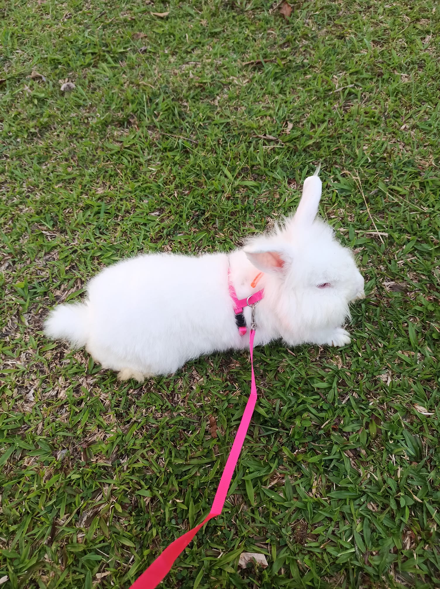 All about rabbit