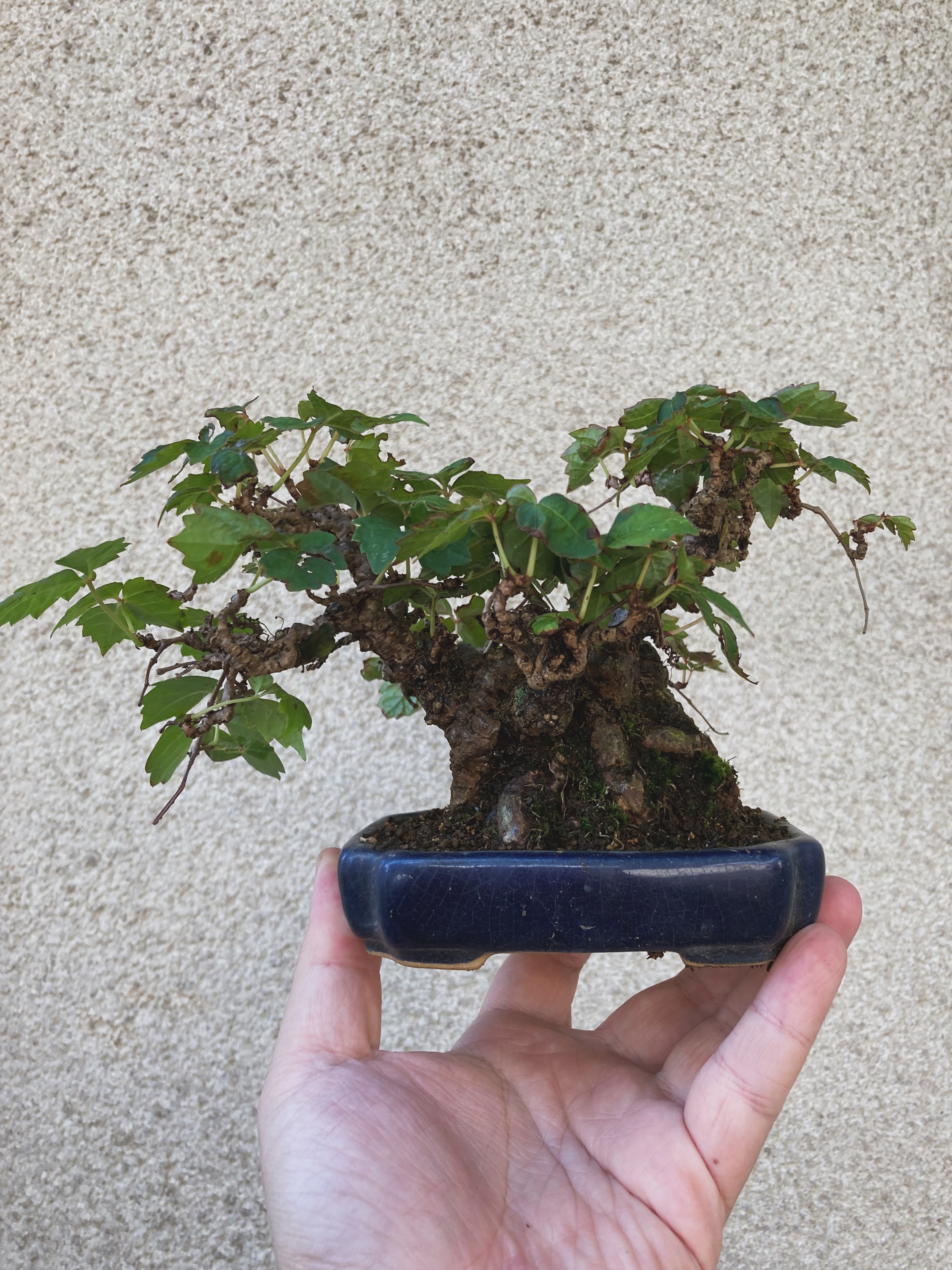 夏ヅタです。我慢できず葉刈りしました。 Japanese Ivy. Couldn't