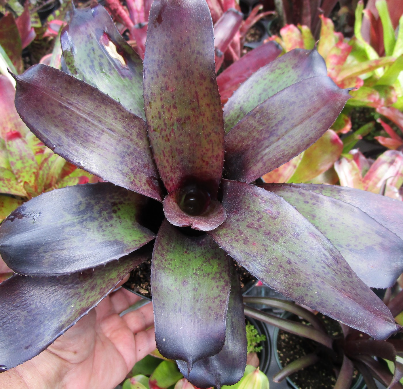 Deep, Dark, and Desirable, Neoregelia ' Black Opal