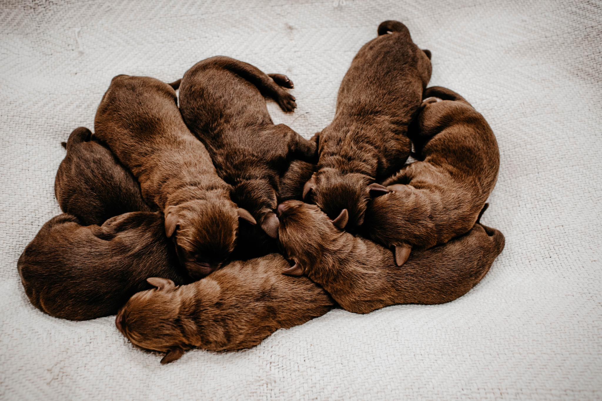 Sanders Bird Dogs