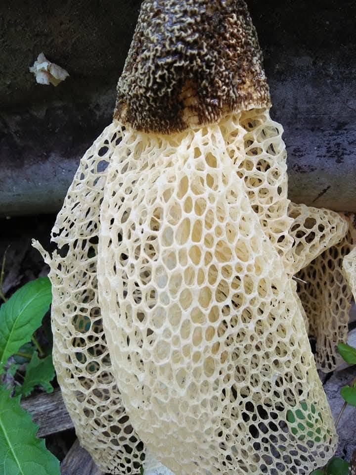 Yong - 长裙竹笋俗称竹荪，又名竹笙，竹参，面纱菌，网纱菌，竹姑娘等等。 | Facebook