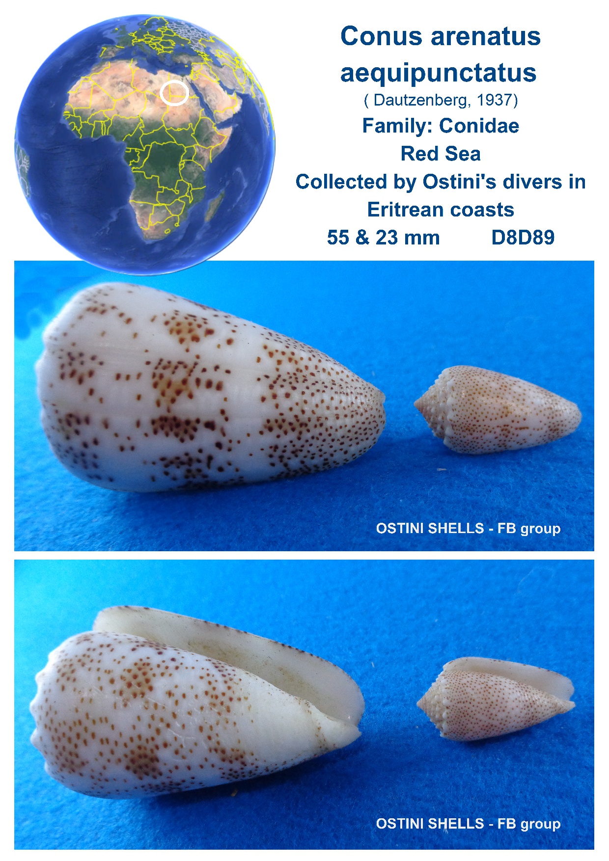 Darioconus auricomus, mm.47+ by divers at about 20 mt.depth from
