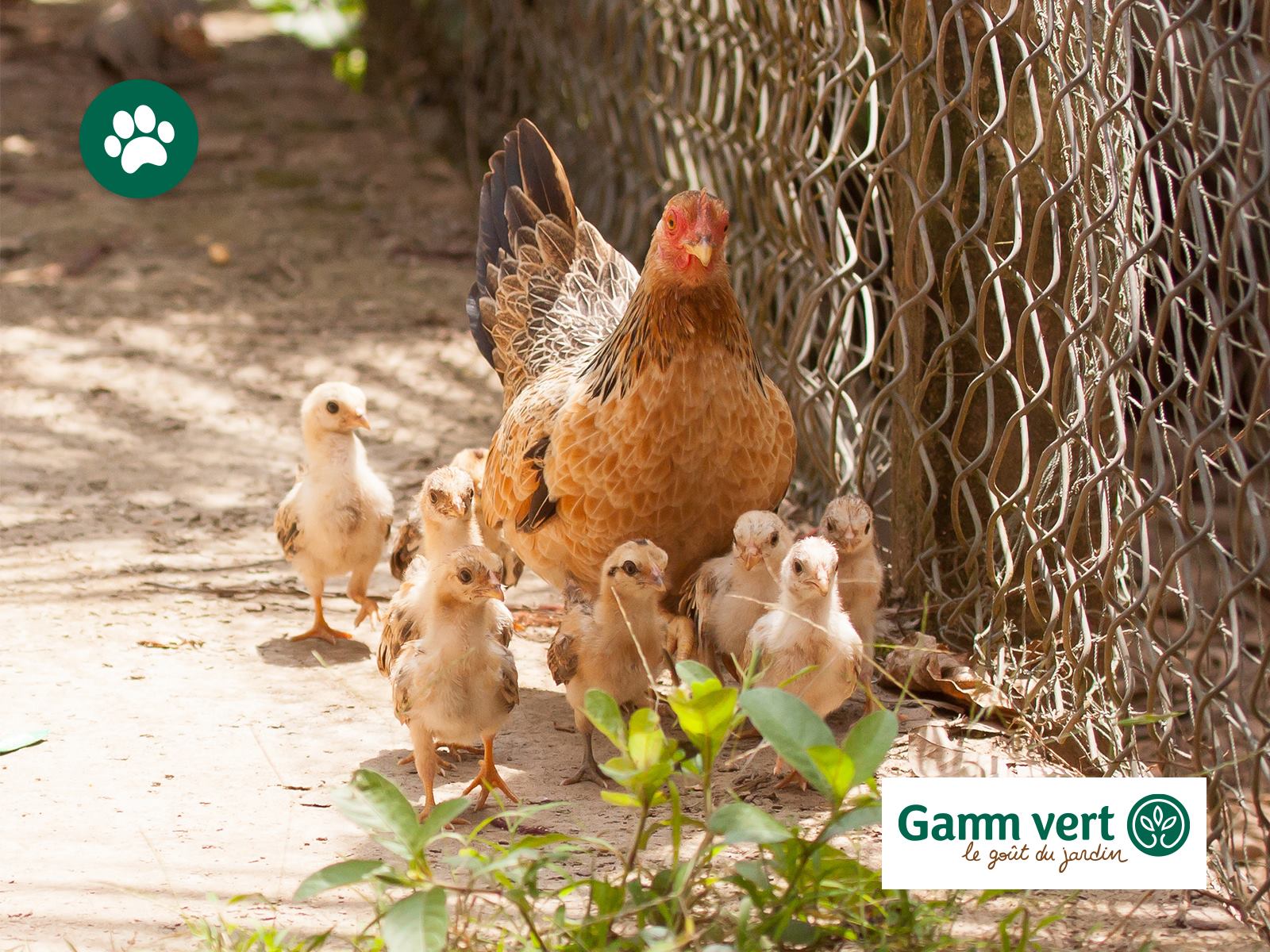 Sitemapcdatahttpshauscellcare1comvente De Poules Gamm Vertnull