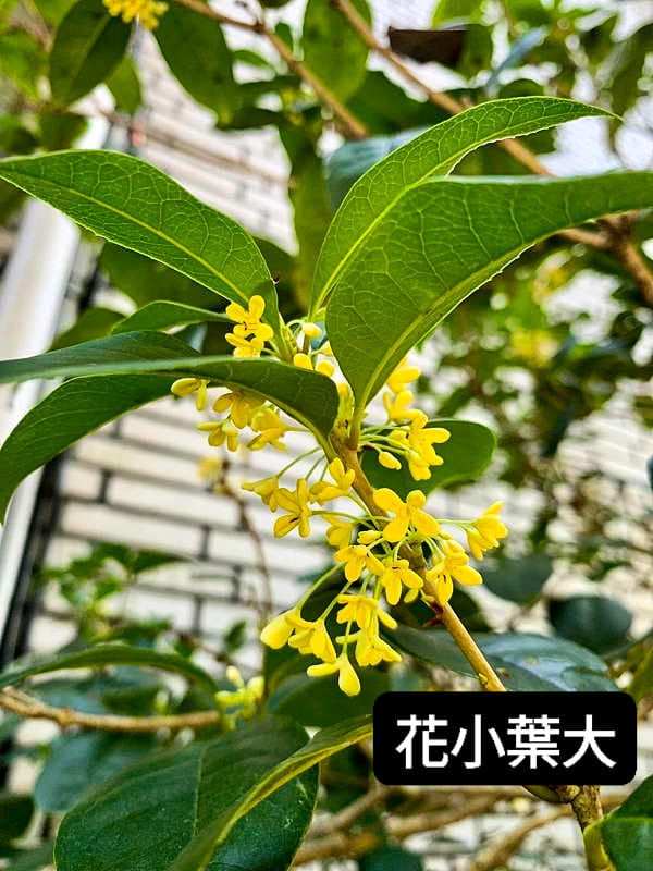 艾美莉香水美妝 - 花朵介紹~ 丹桂，又稱金桂、紅桂、金木樨，為木樨科木樨屬的常綠喬木，帶有強烈的鹹甜味香氣，從普通的白色銀桂進化而來，其花朵 ...