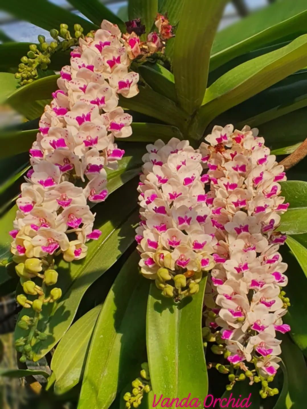 Rhynchostylis gigantea Vanda orchids with white spots