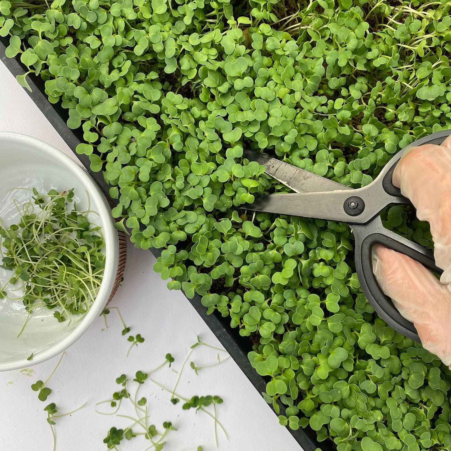 NatureWorks - Microgreens are freshly harvested to order... | Facebook