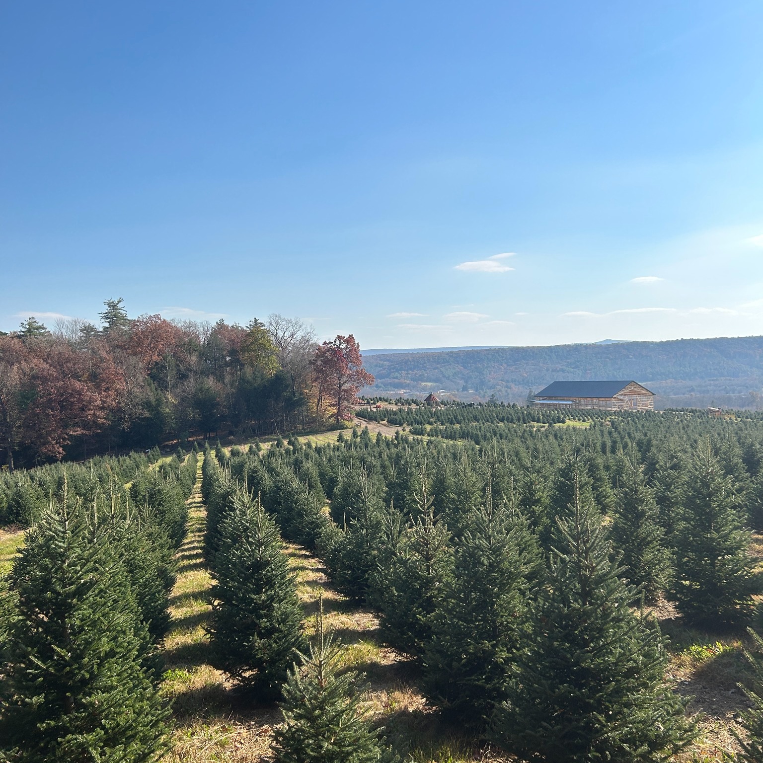Yenser's Tree Farm | Lehighton PA