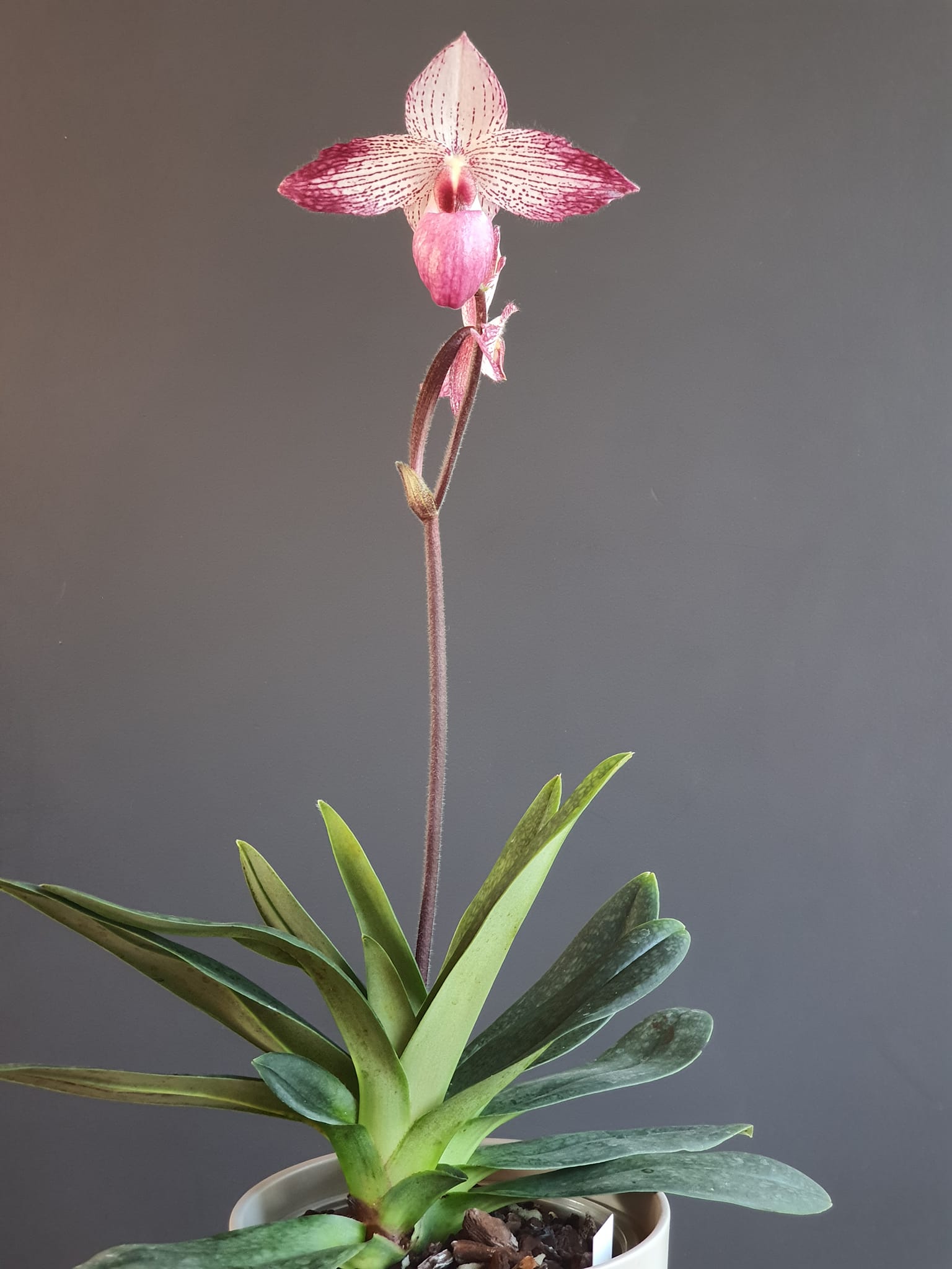 Anthurium Papi （pink variegated✖️Michelle Anthurium Michelle
