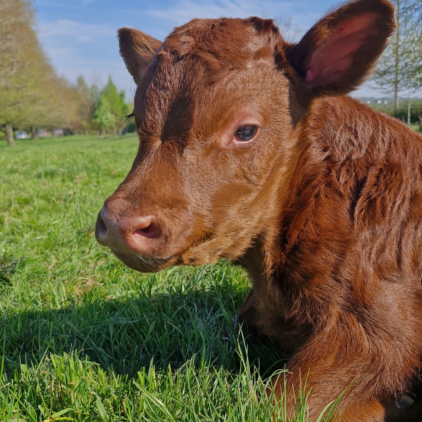 Whaddon Grove Farm | Trowbridge