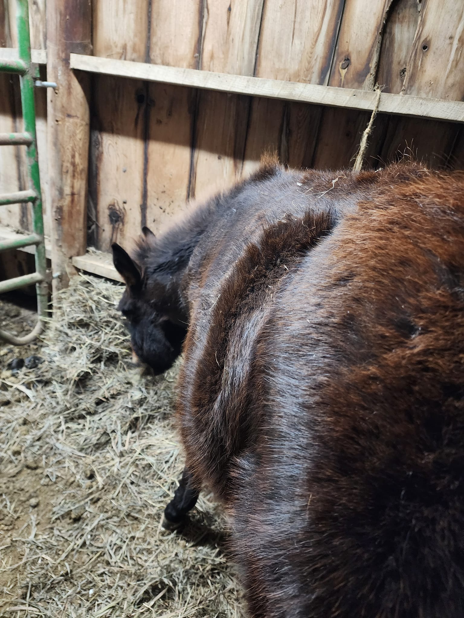 Revolution Ranch LLC | Milltown WI