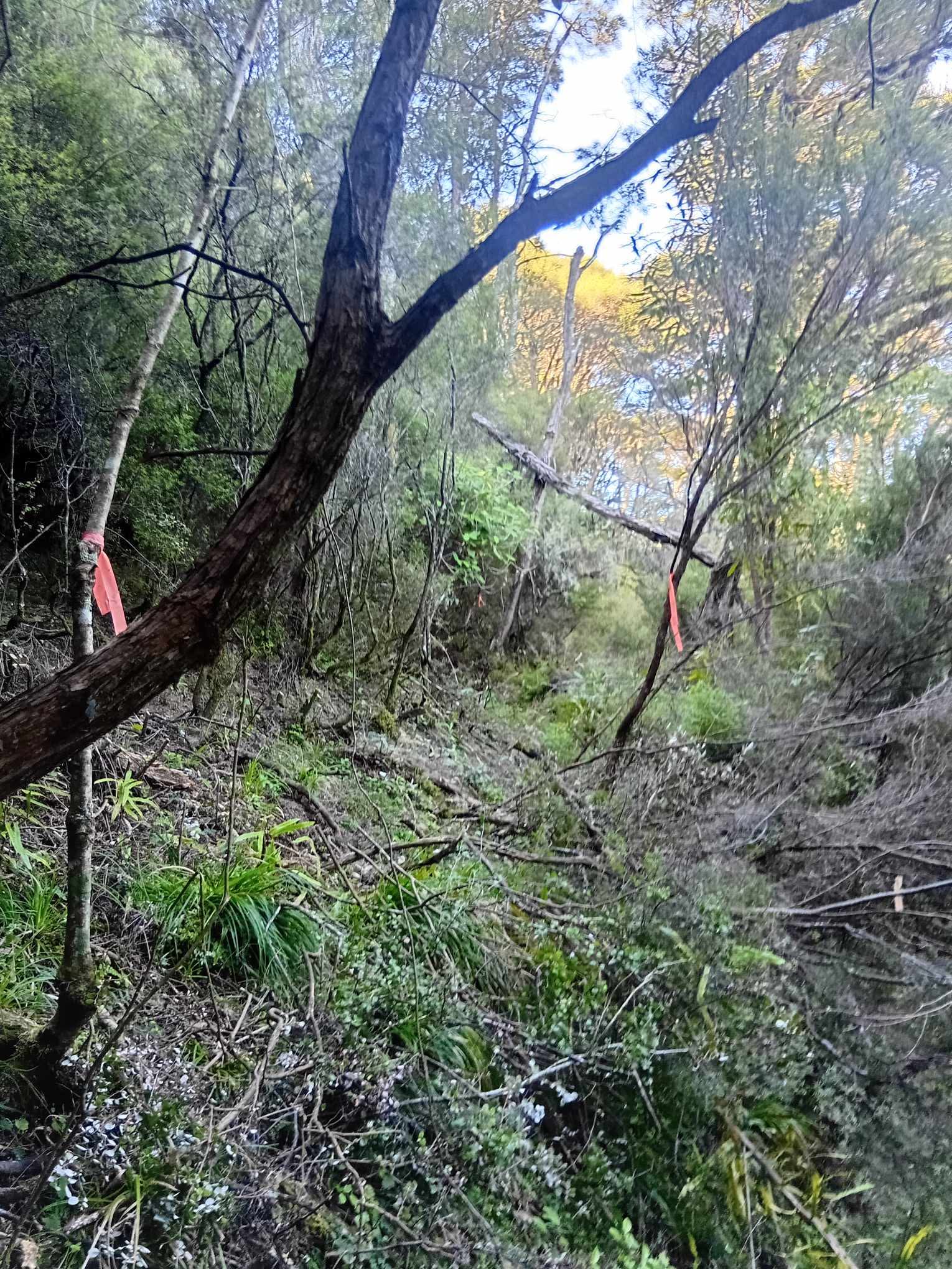 Pan Pac Environmental Trust