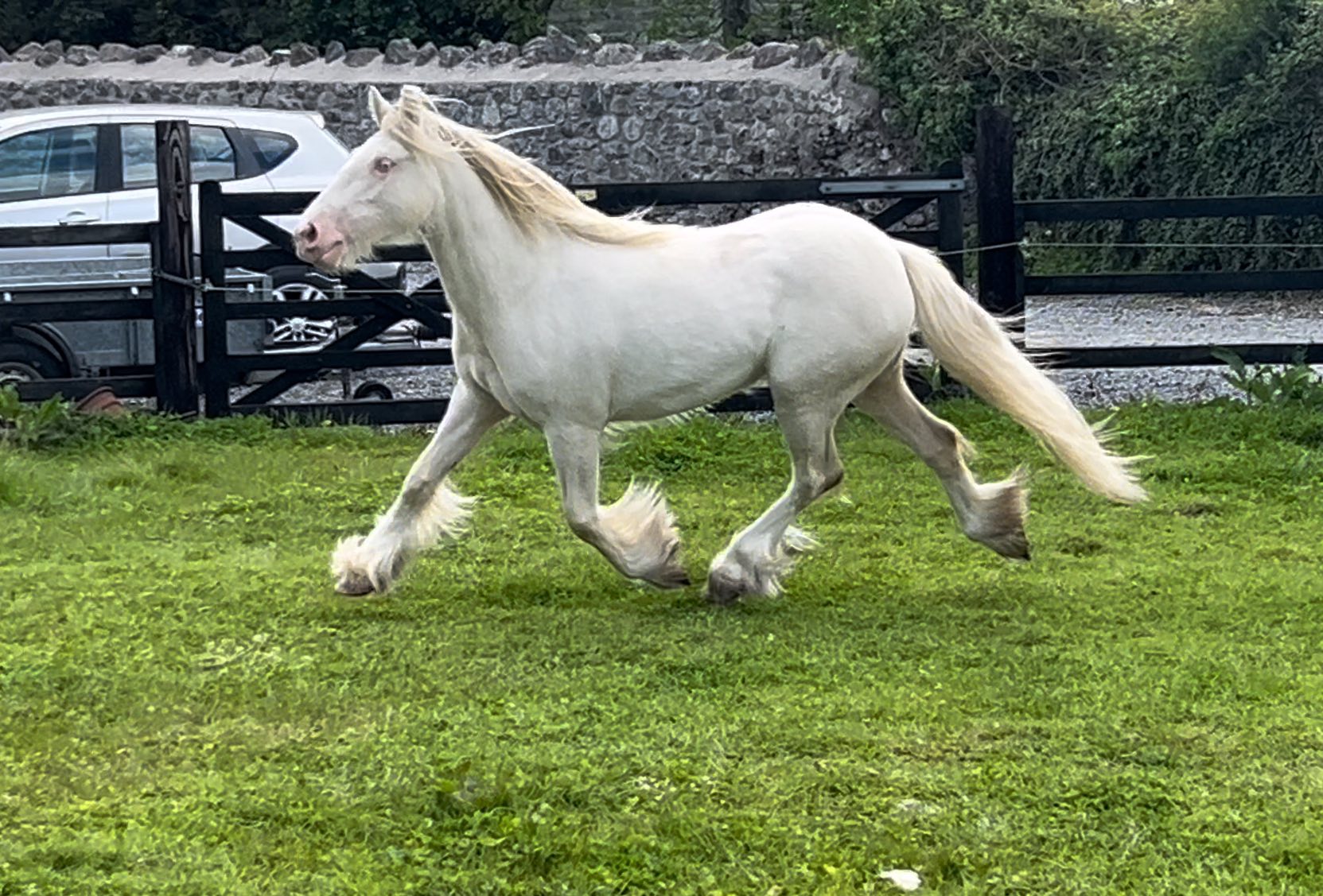 Beautiful Cremello Irish Cob Filly with breeding recorded. She
