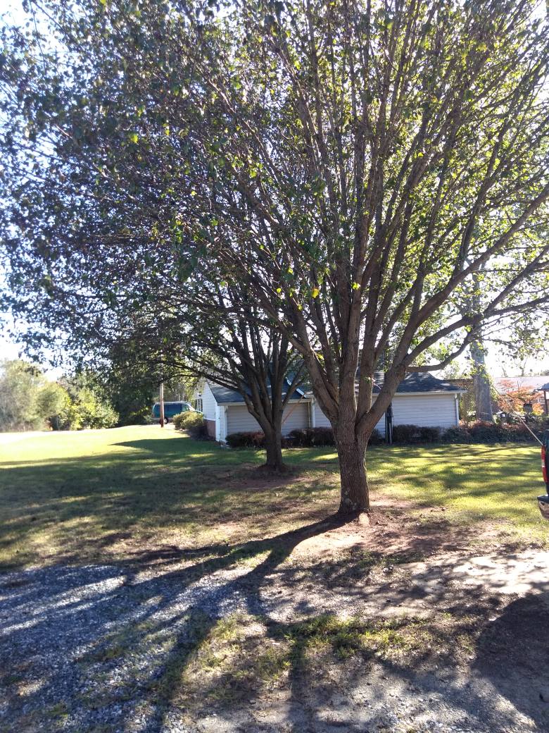 The crew topped 4... - Walnut Ridge Tree Care & Lawn Services
