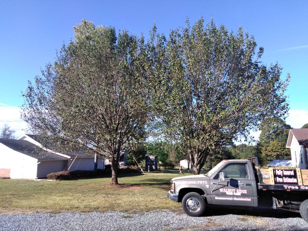 The crew topped 4... - Walnut Ridge Tree Care & Lawn Services