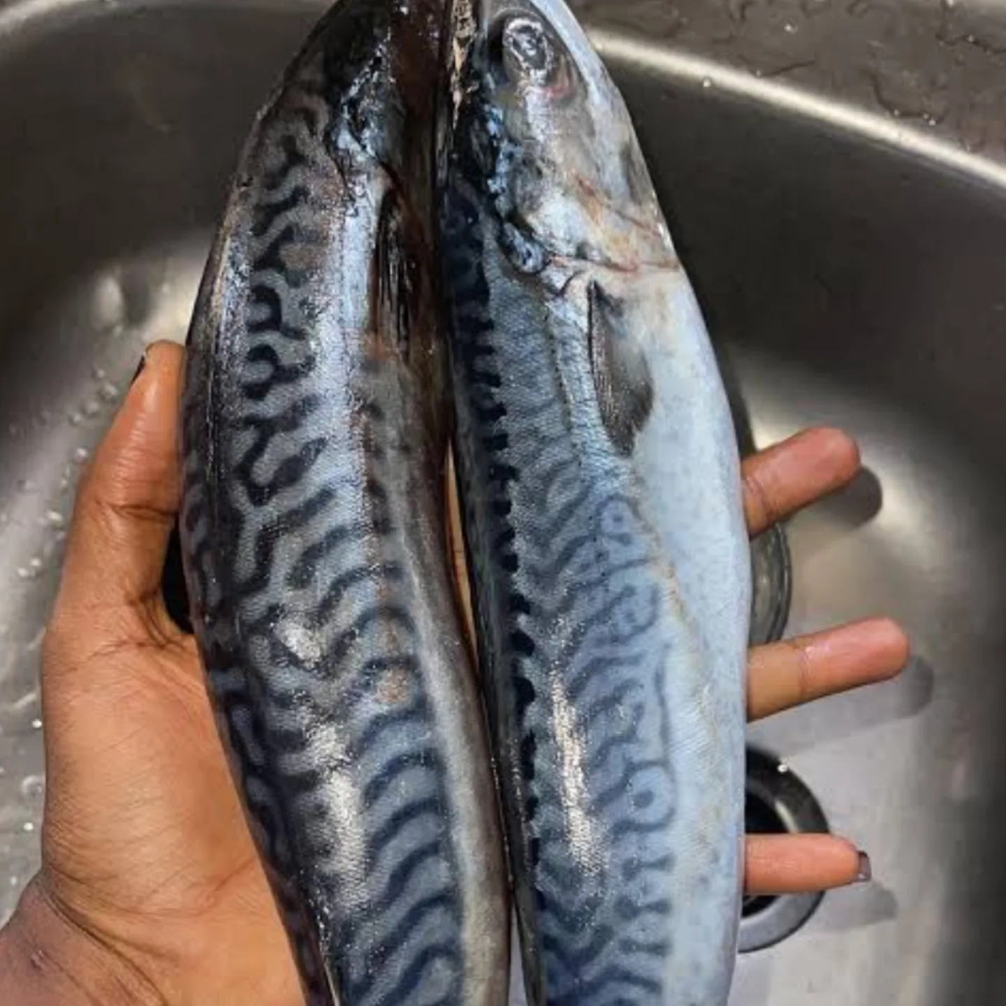 Aquaviva - Spot the difference: which is original Mackerel(Titus) and ...