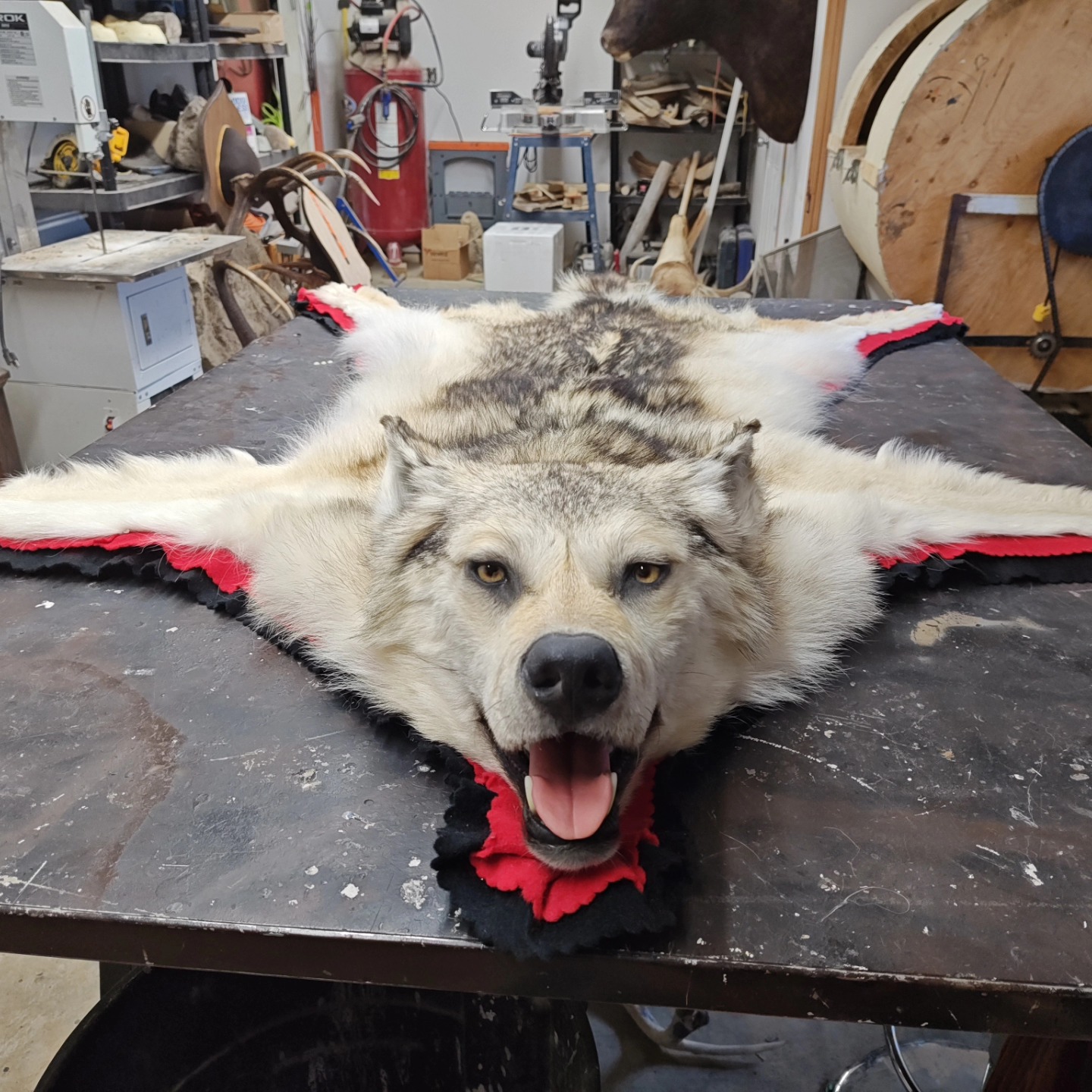 Gorgeous wolf rug ready to go home.... - Cuss Creek Taxidermy