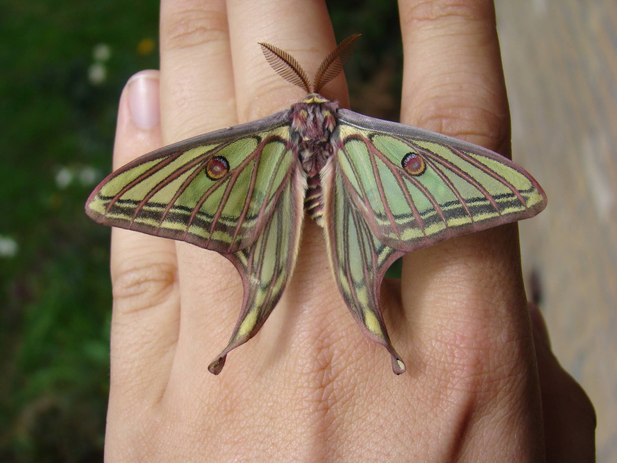 Graellsia isabellae, Europe's colorful saturniidae moth