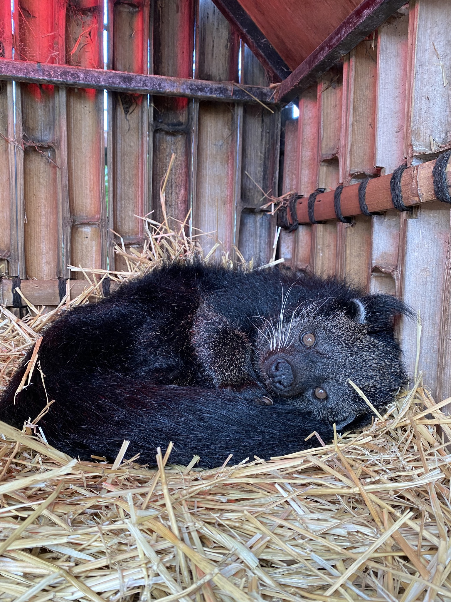 Boogle the Binturong knows... - Hunter Valley Wildlife Park | Facebook