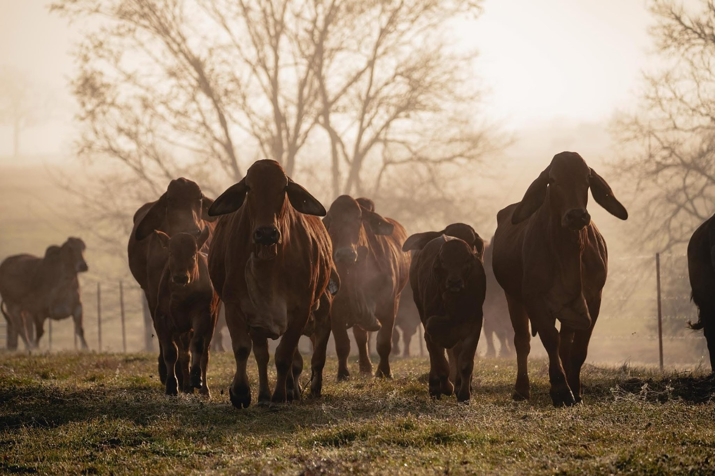 Santa Elena Ranch | Madisonville TX