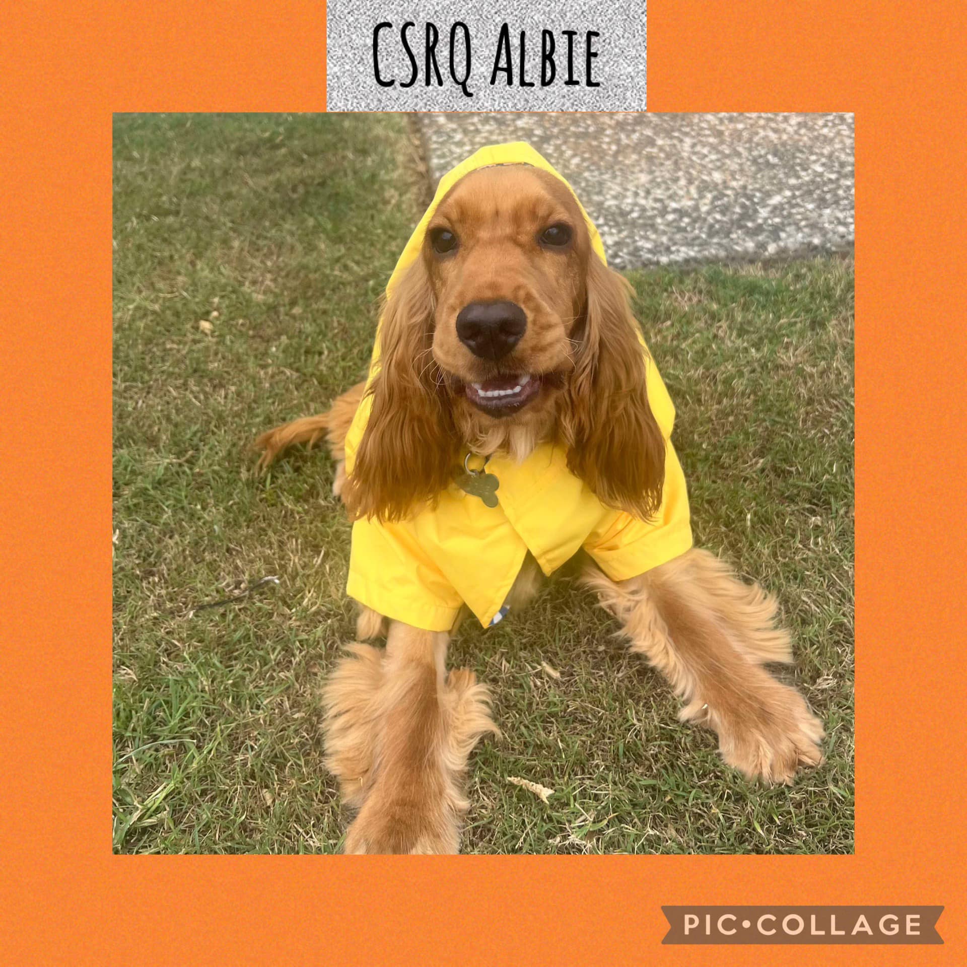 Cocker Spaniel Rescue QLD inc