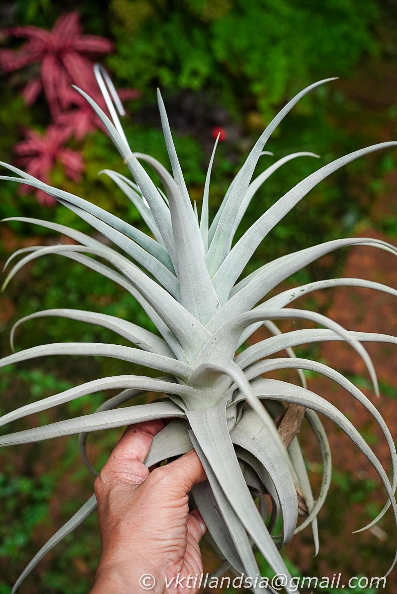 Tillandsia barfussii grows well in summer heat