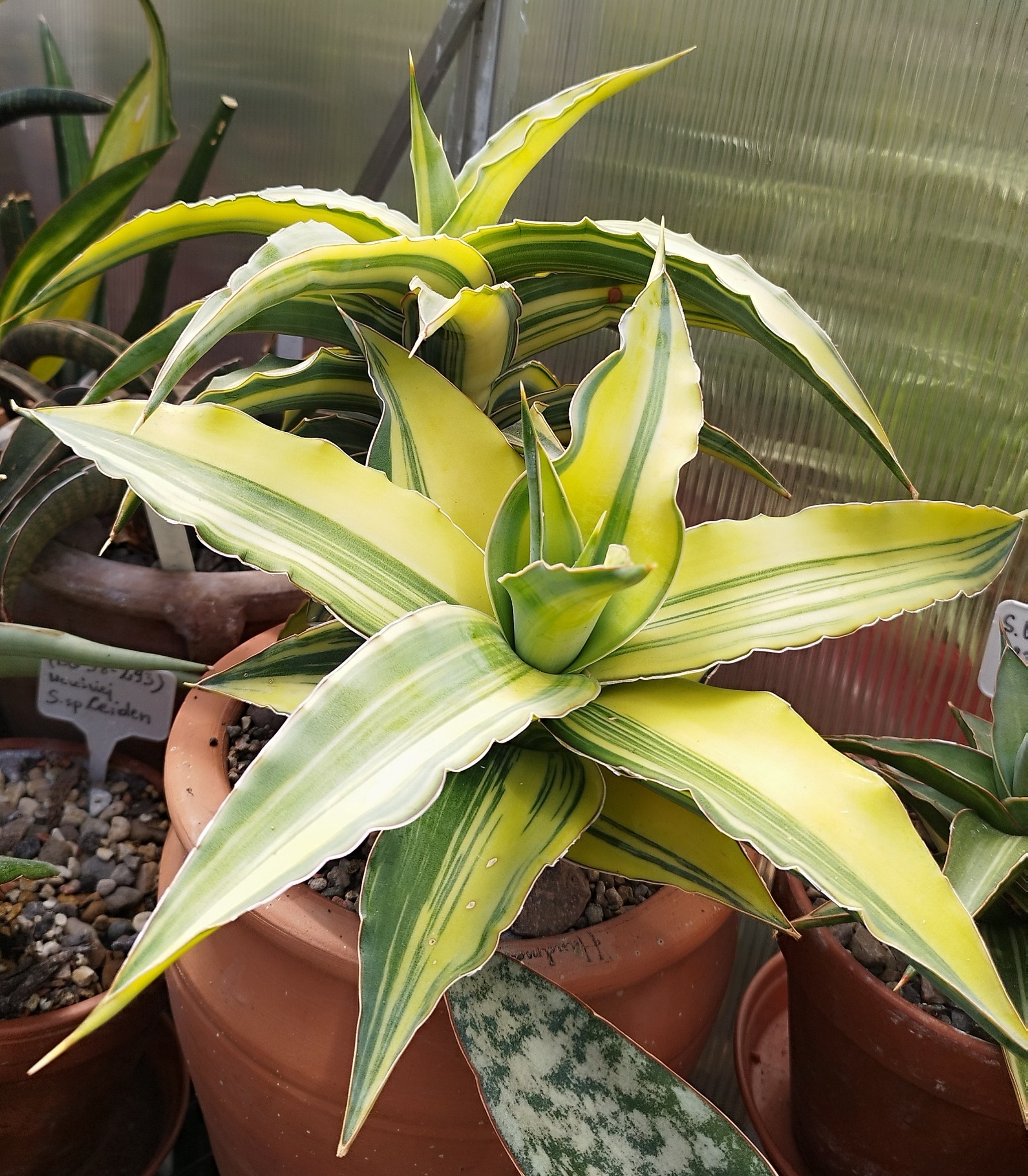 Sansevieria Pingren Variegated
