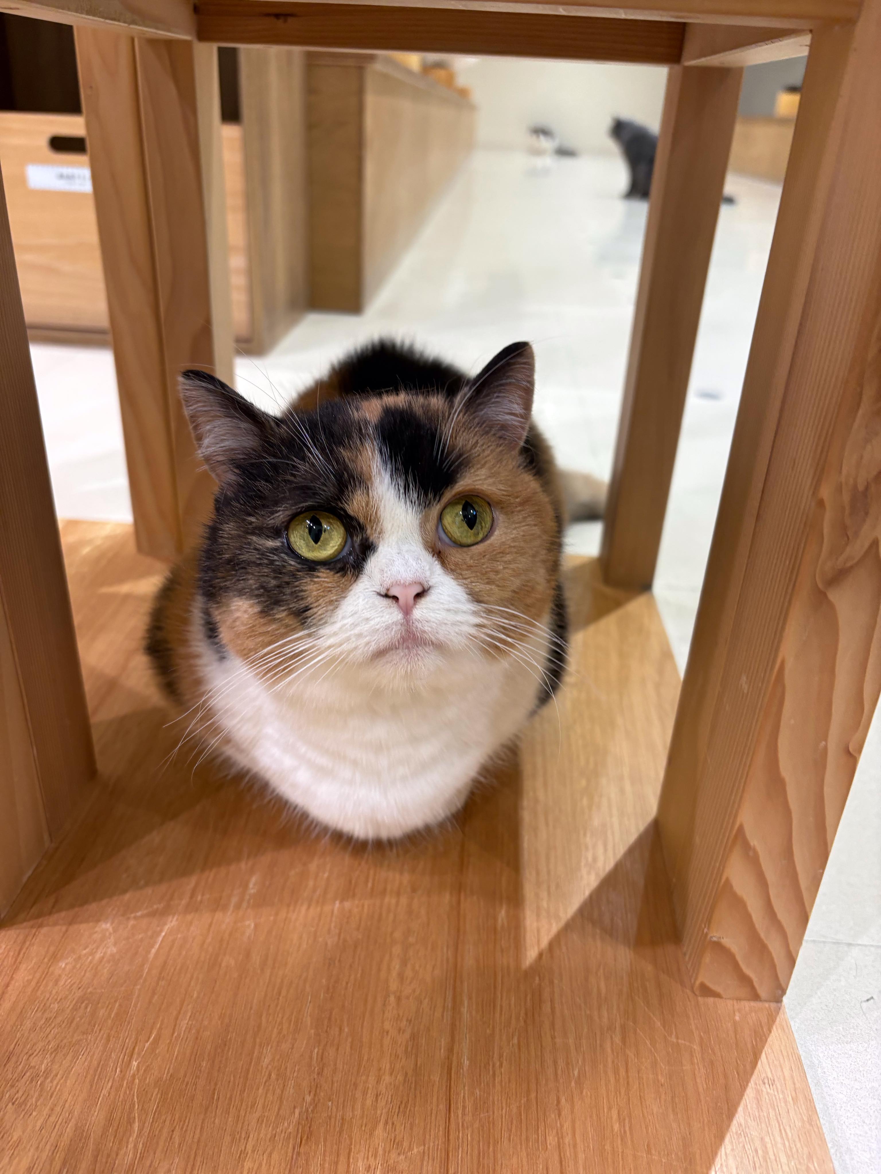 Cat Café MOFF 天王寺ミオ店 (@moff.mio.tennoji) • Facebook