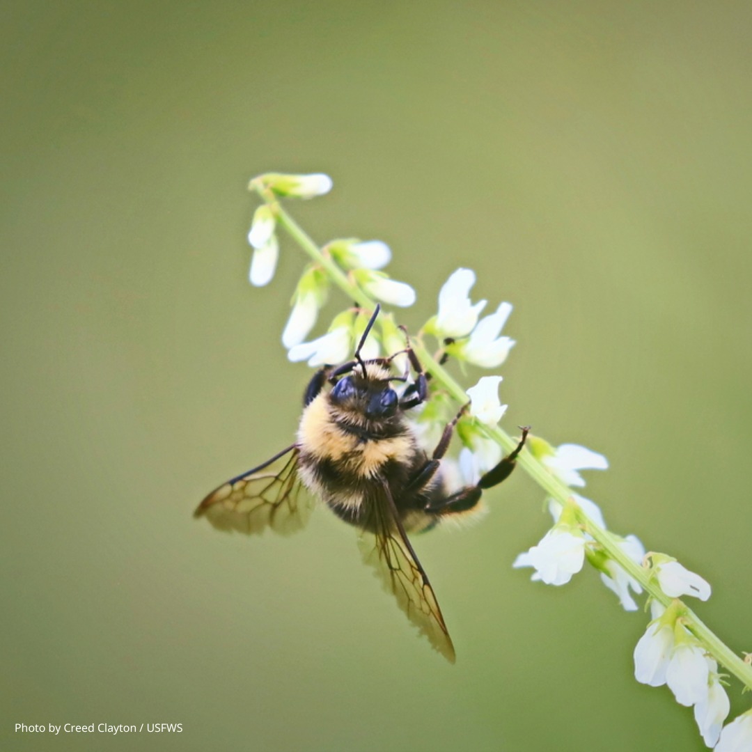 The Pollinator - The NAPPC Imperiled Bombus Conservation Task Force is ...
