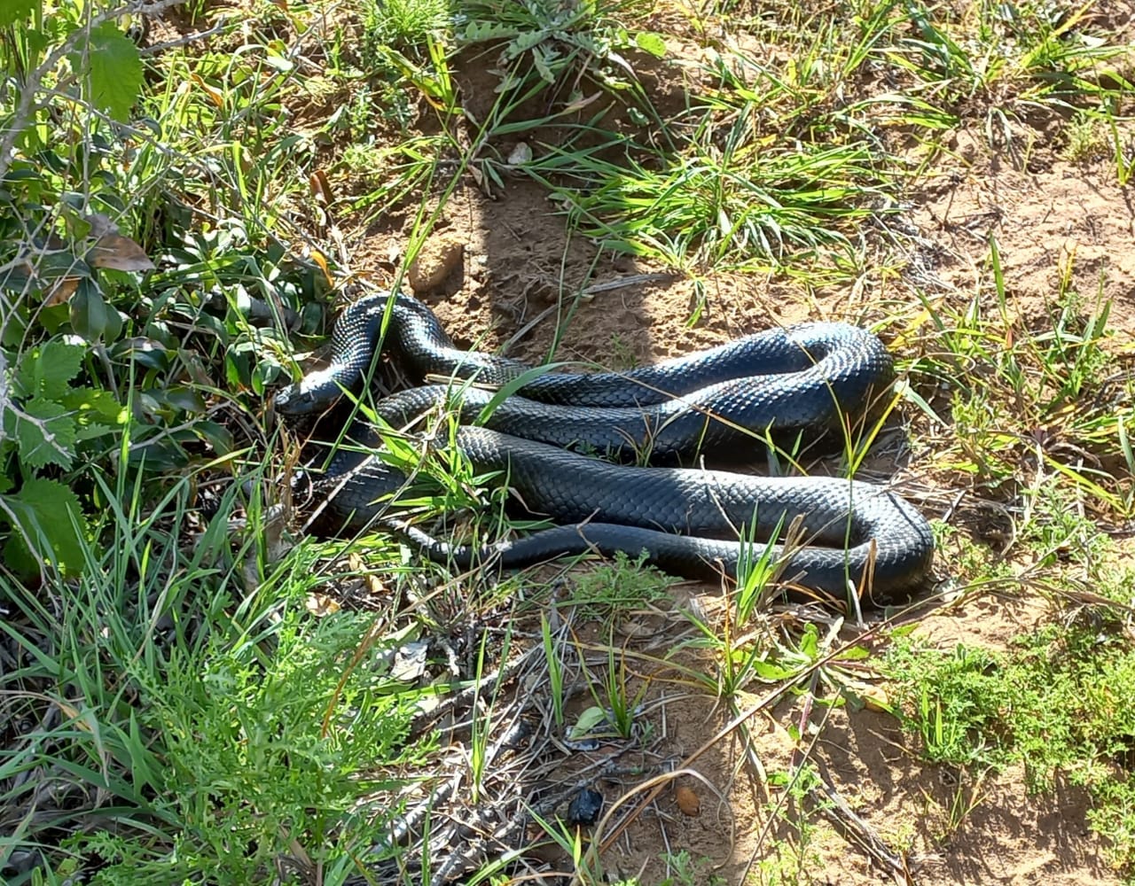 Wild Rescue NPO | Riversdale