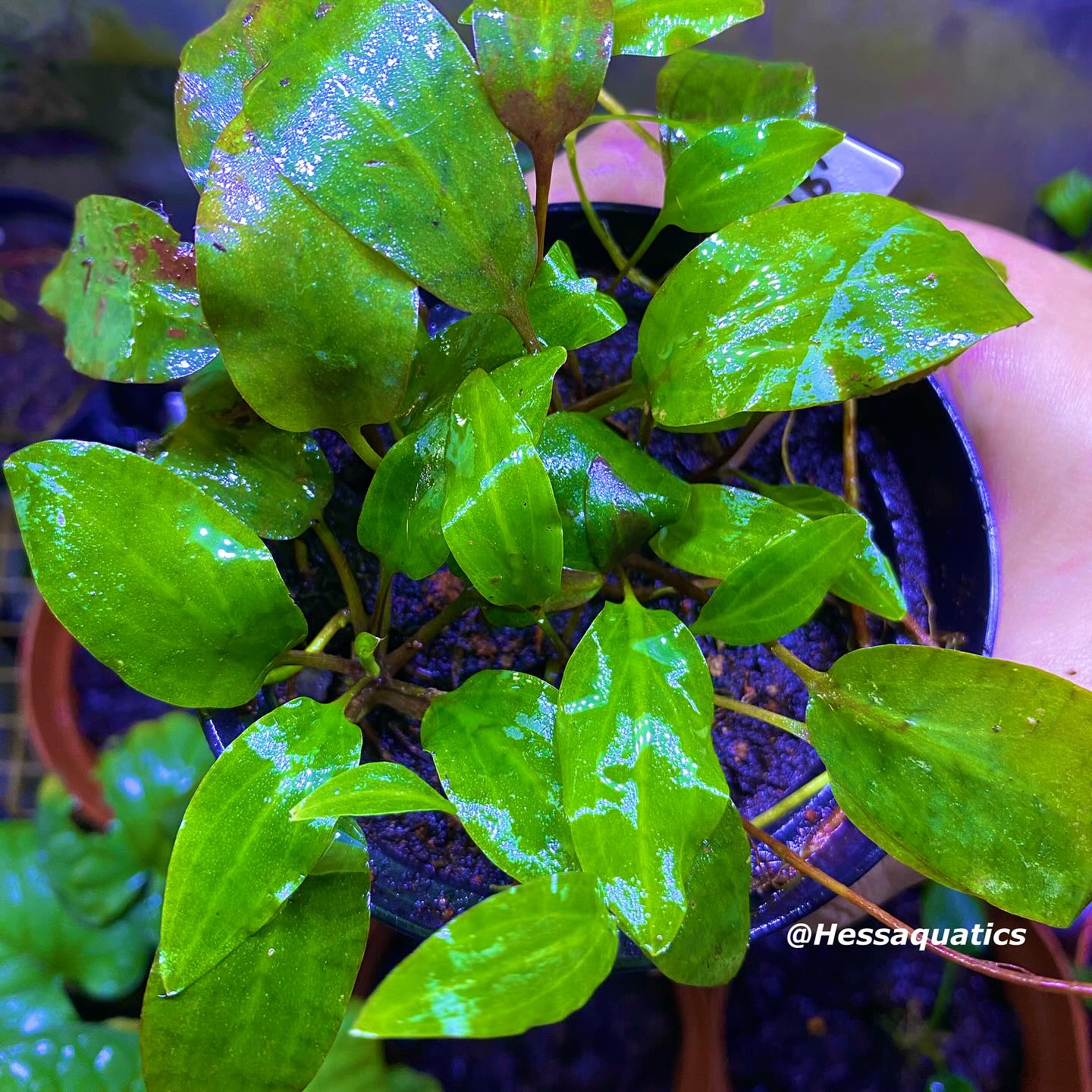 Different shade of a Cryptocoryne Striolata Tiger Sekadauensis