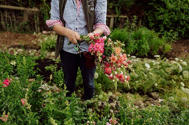 Grow Your Own Cut Flower Garden Autumn Sowing Workshop