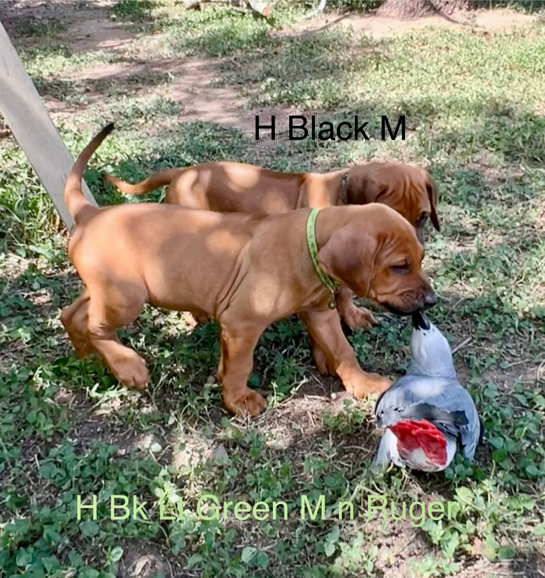BWK Rhodesian Ridgebacks