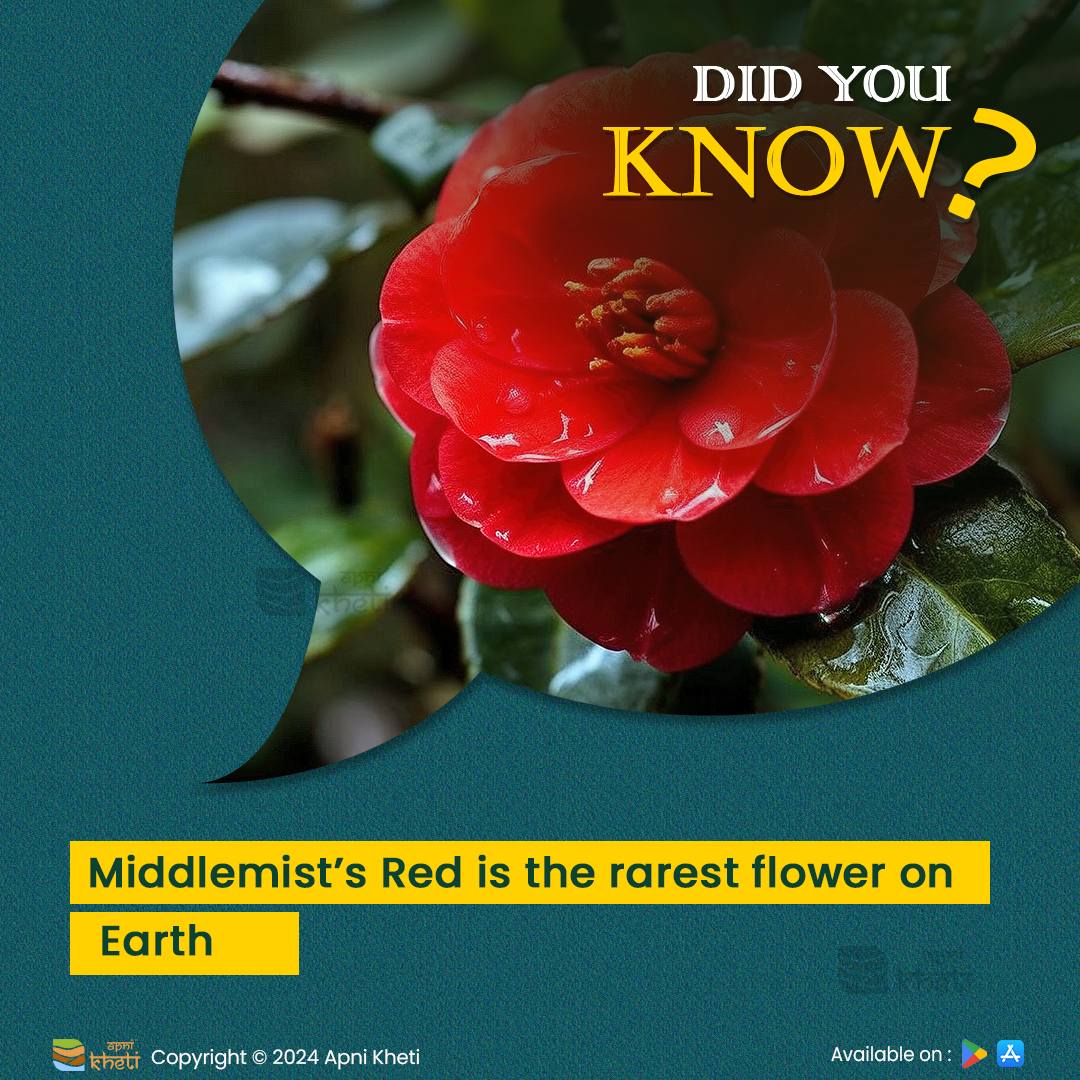 Rarest Flower On Earth
