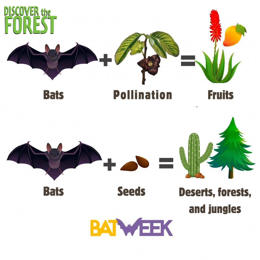 Discover - 🦇 Bats provide so many ecosystem services for our benefit ...