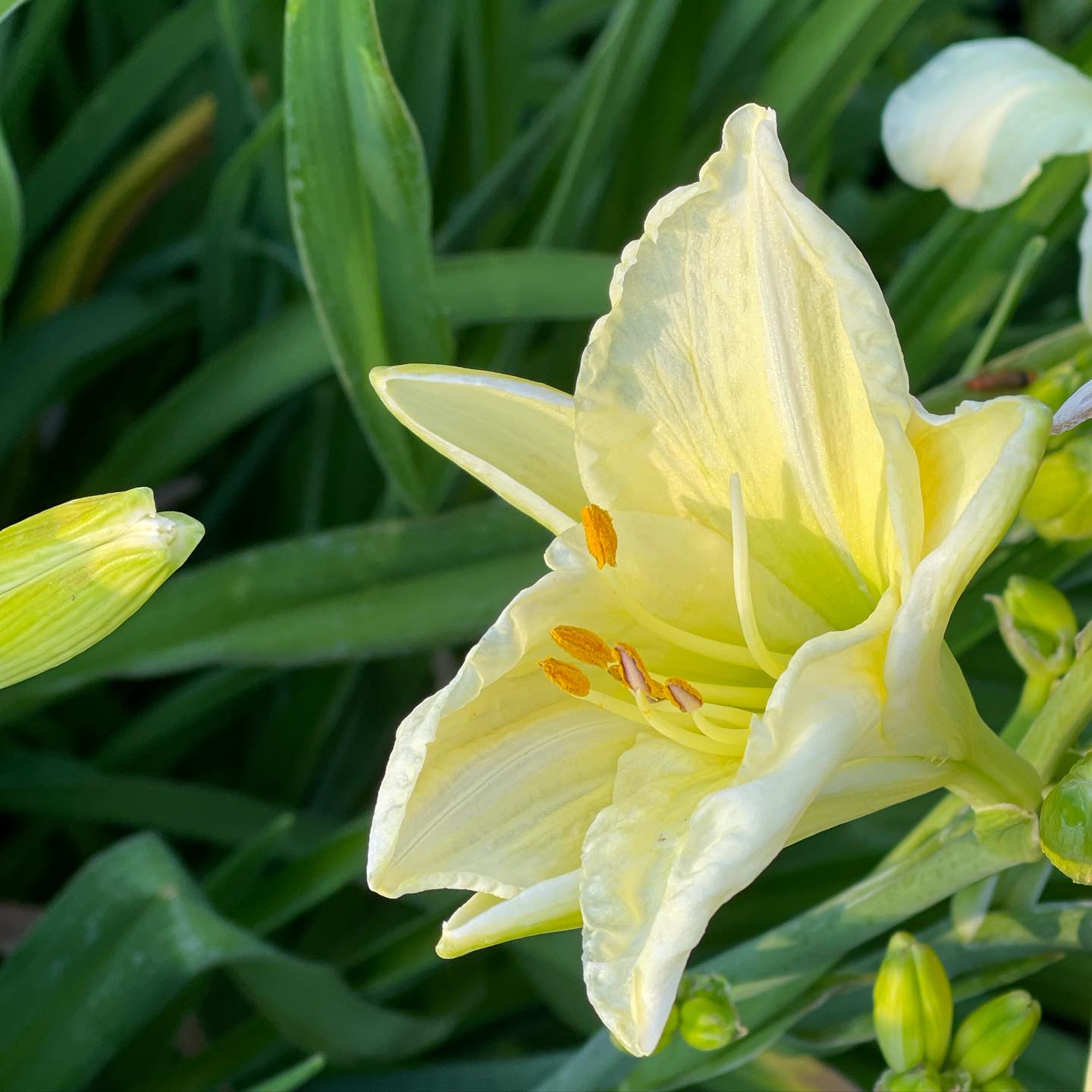 Belle - “The light is amber, the air still; the daylilies have folded ...