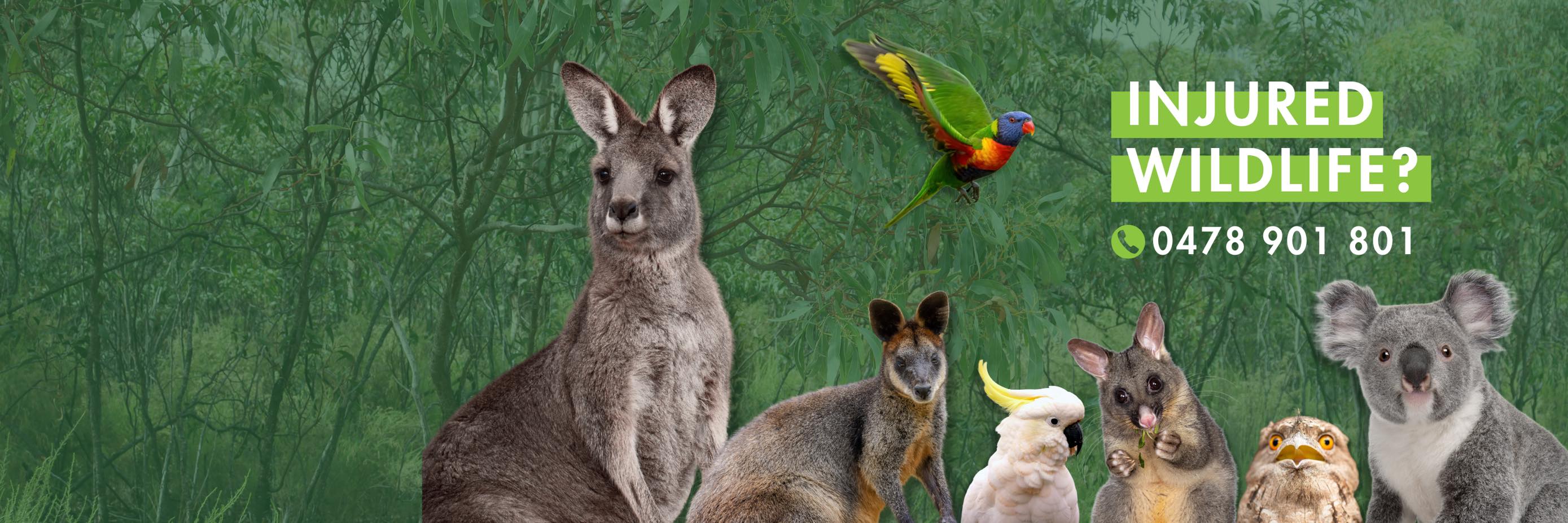 Wildlife Rescue Queensland