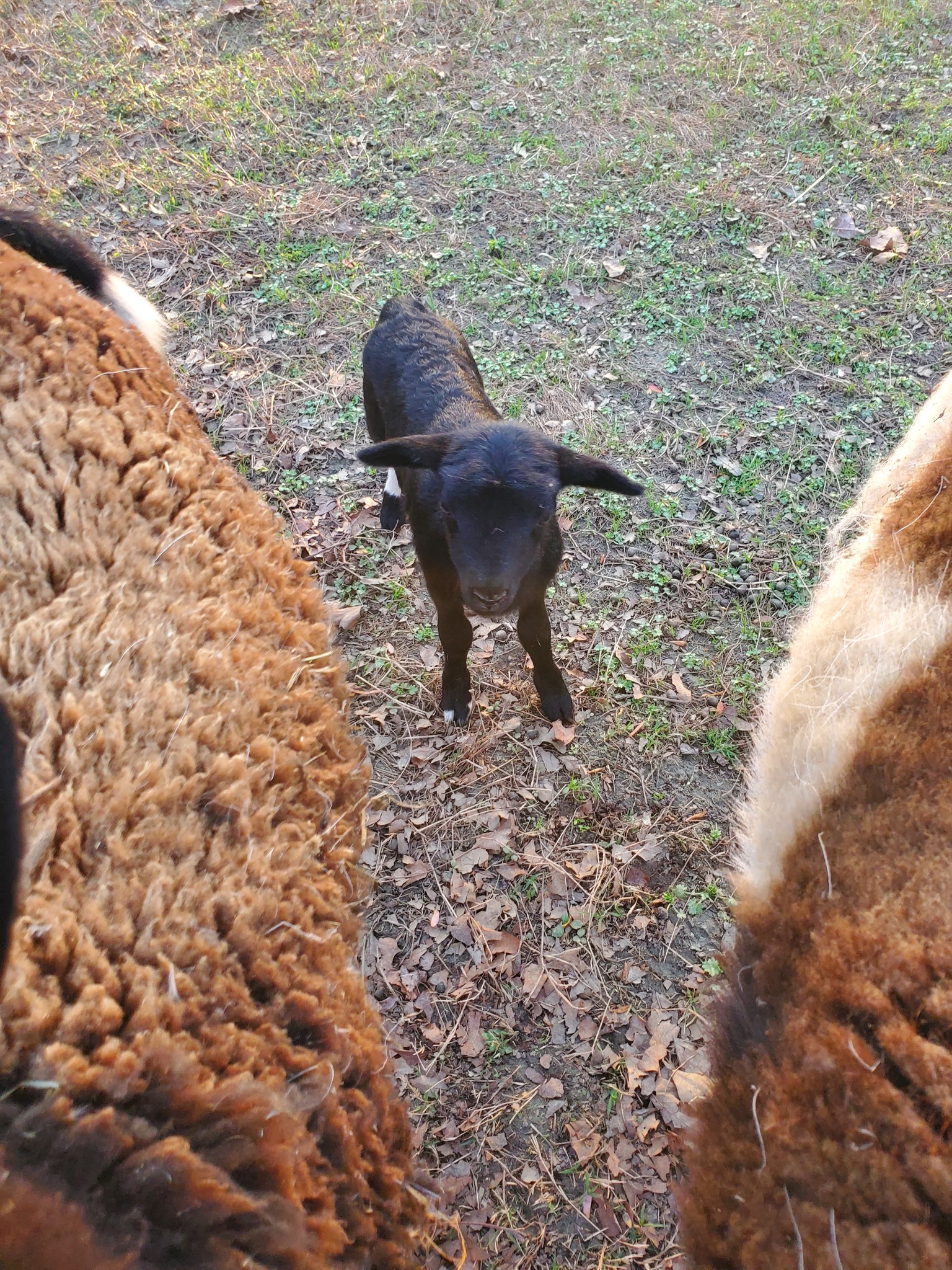 Happy Goat Farm LLC