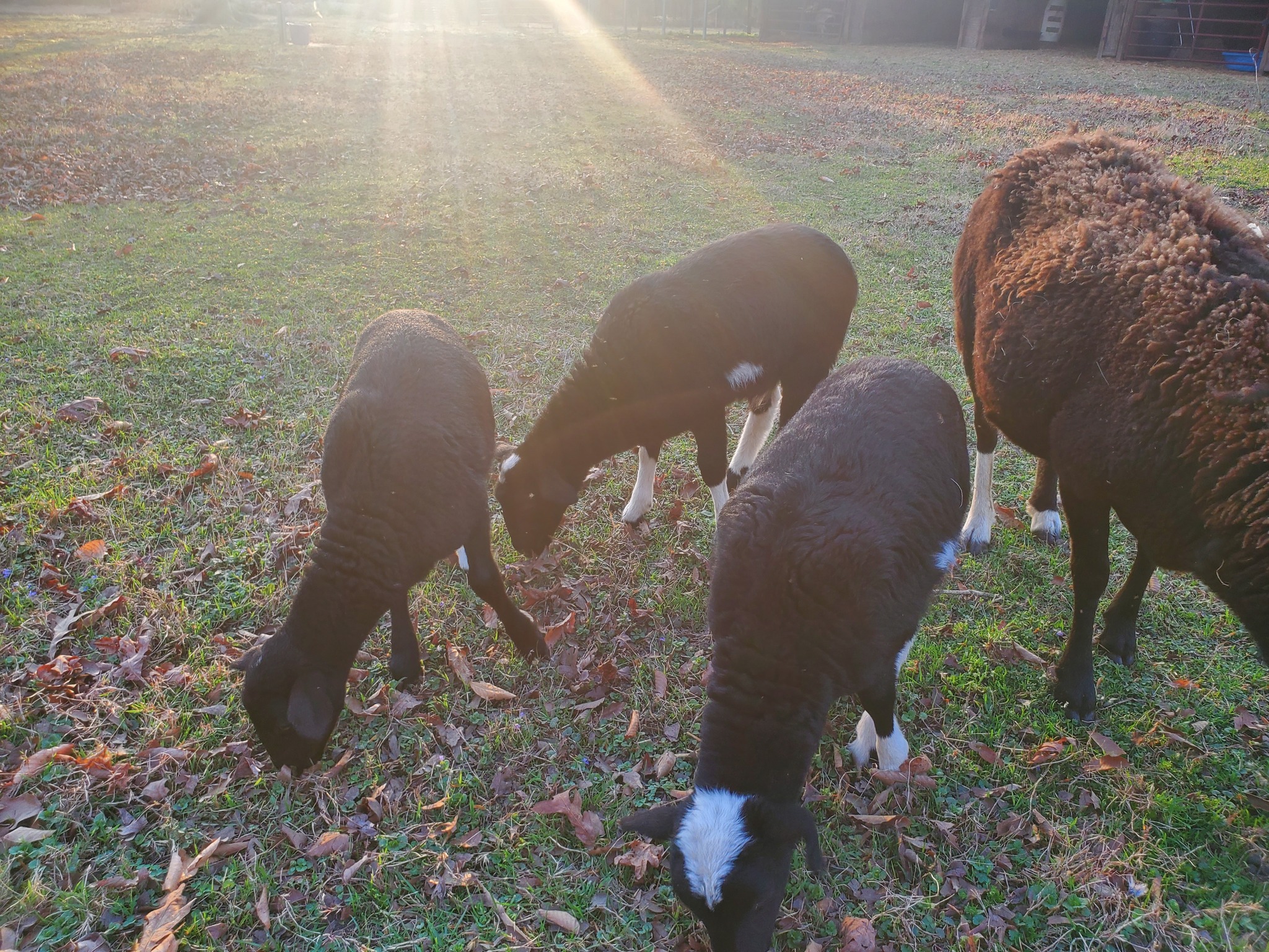 Happy Goat Farm LLC