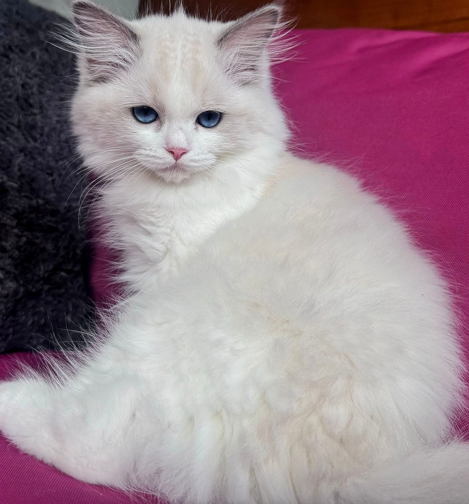 Little Magic Ragdolls