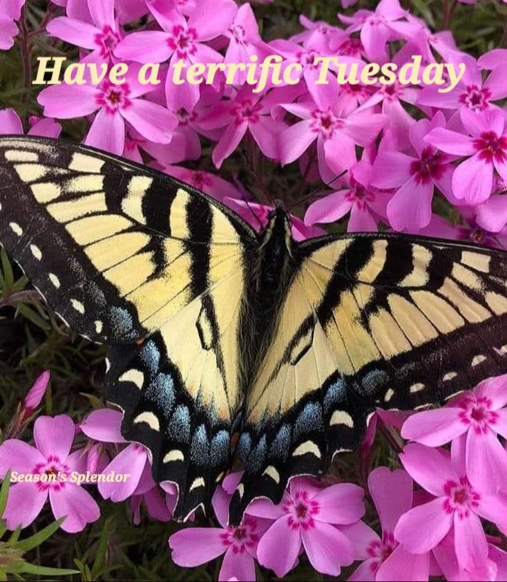 Season's - (Photo of Eastern Tiger Swallowtail Butterfly) | Facebook