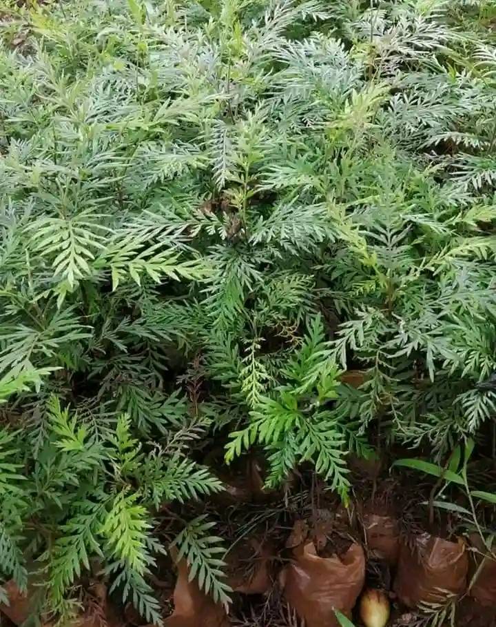 Mukima- Silky oak Scientific... - Adopt A Forest -Kenya | Facebook