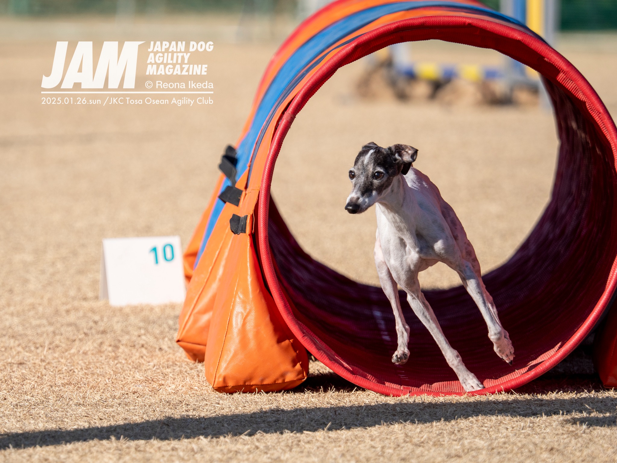 Japan Dog Agility Magazine (@jdamagazine) • Facebook