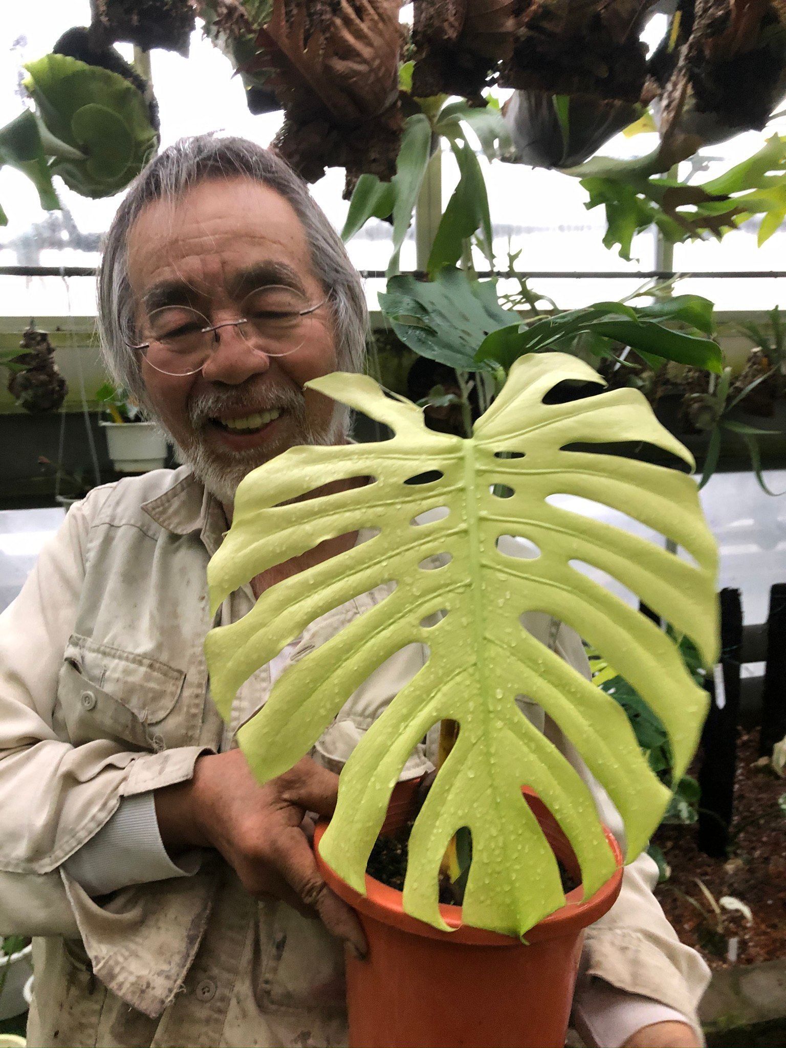 Monstera orange peel super mutation
