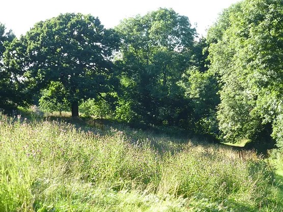 Friends of Lincombe Barn Park and Woods | Bristol