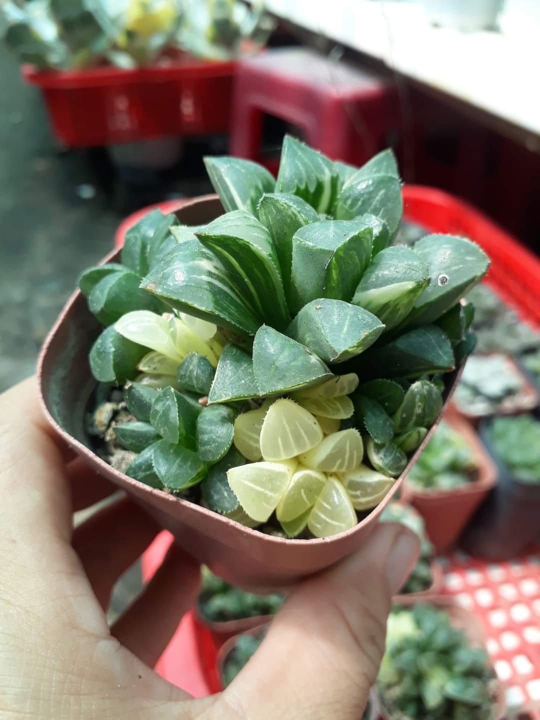 Nghiện Sen Đá - Xương Rồng - Cây Mọng Nước Succulents and Cactus | 1 ...