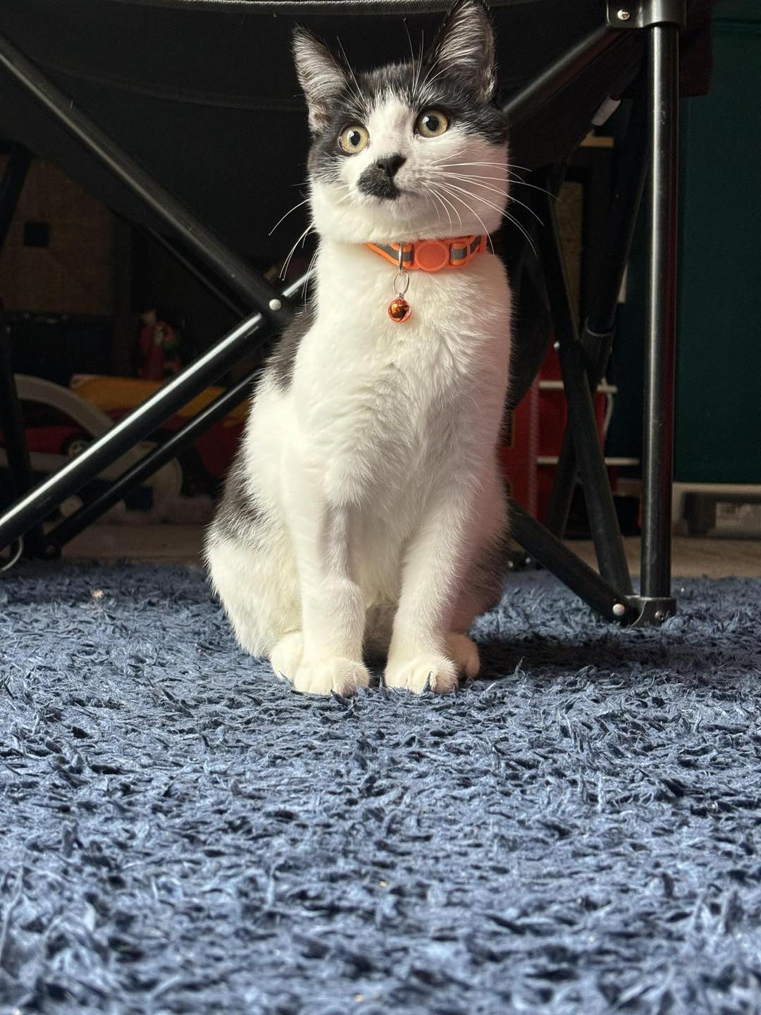 Spotted: Wixams - Our roughly 9 month old kitten has been... | Facebook