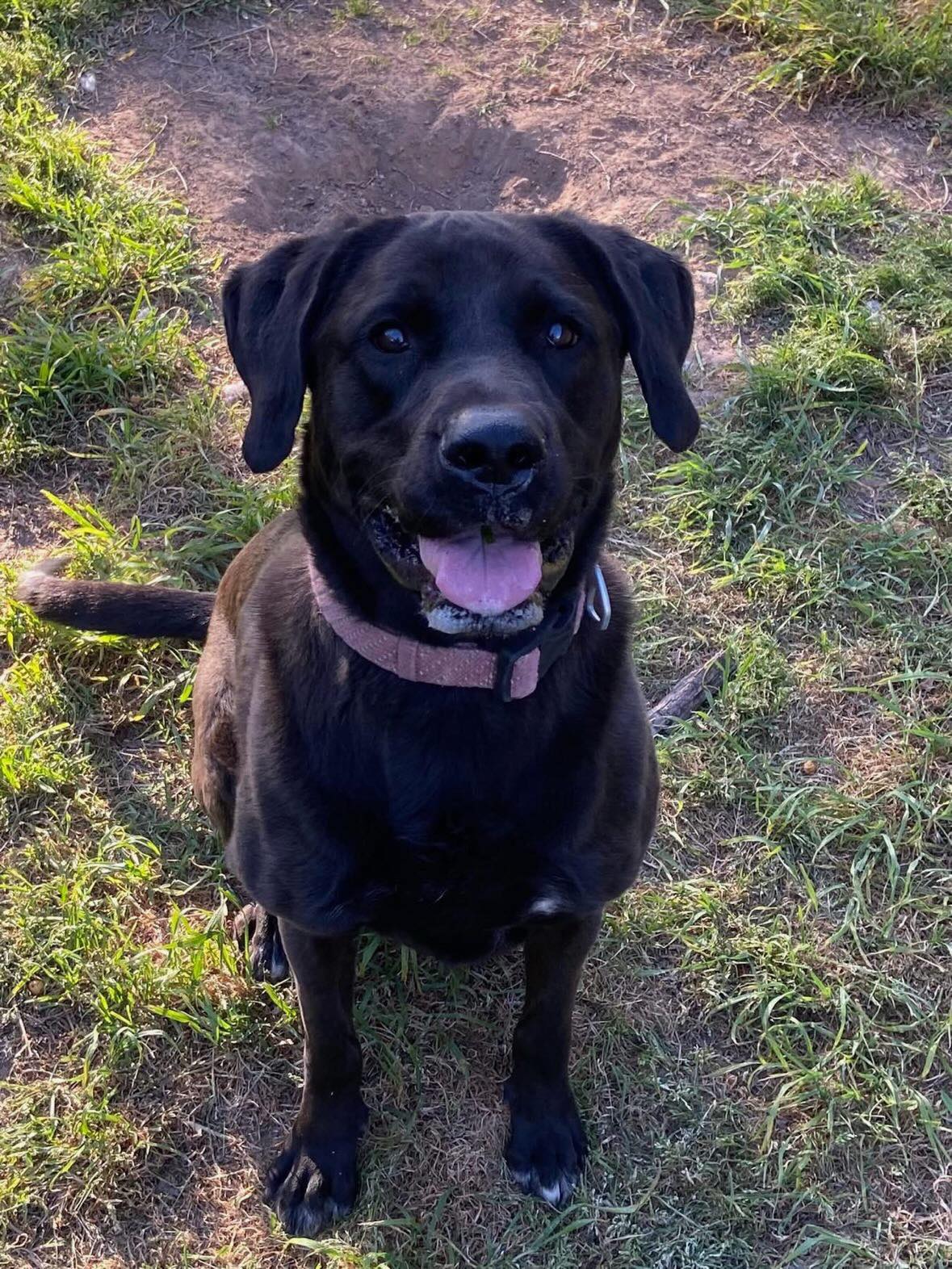 Cedar - Missing my family! 🐾 This female lab mix was found in the 400 ...