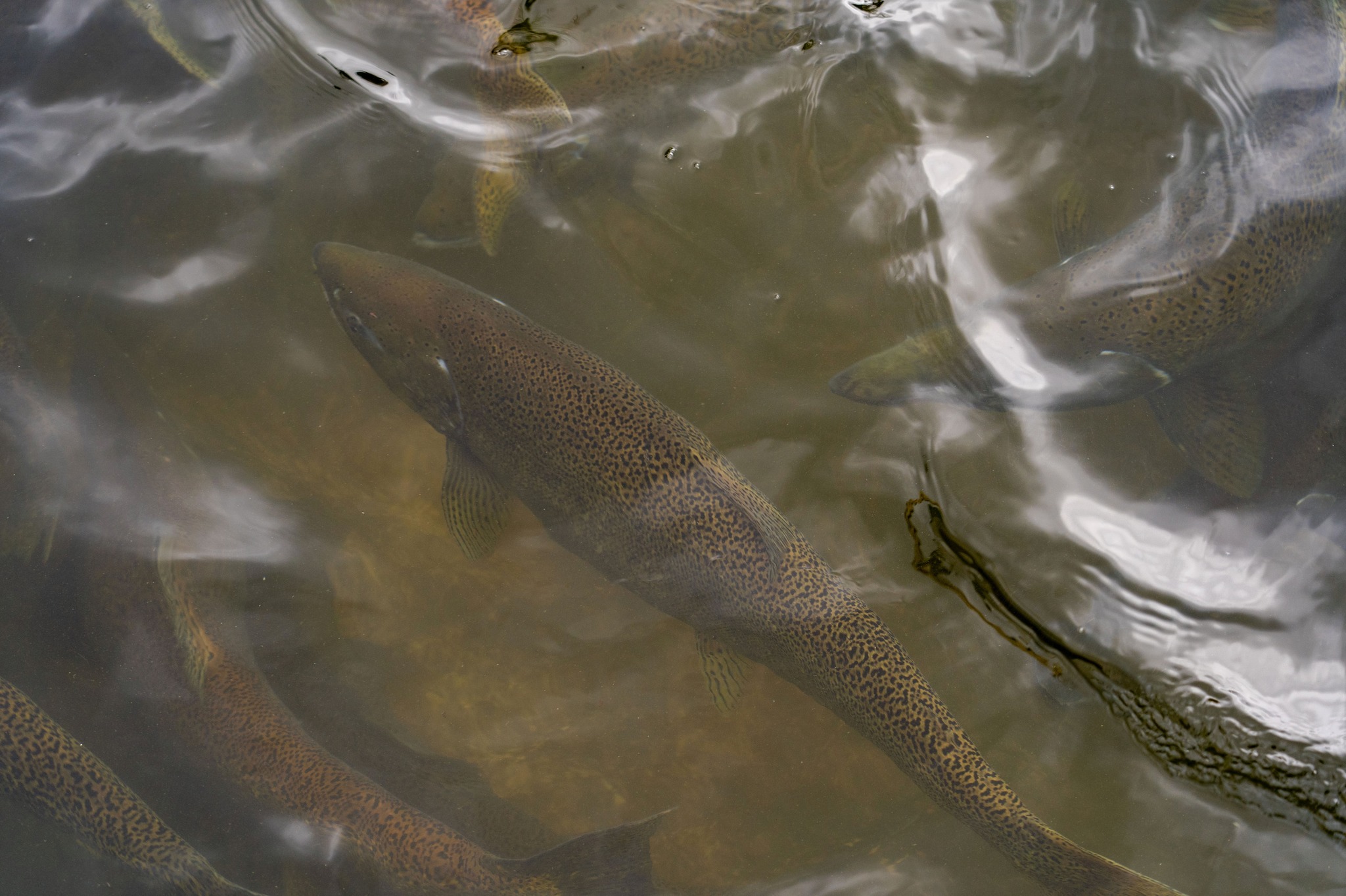 Wisconsin - Tens of thousands of salmon make their final journey up ...