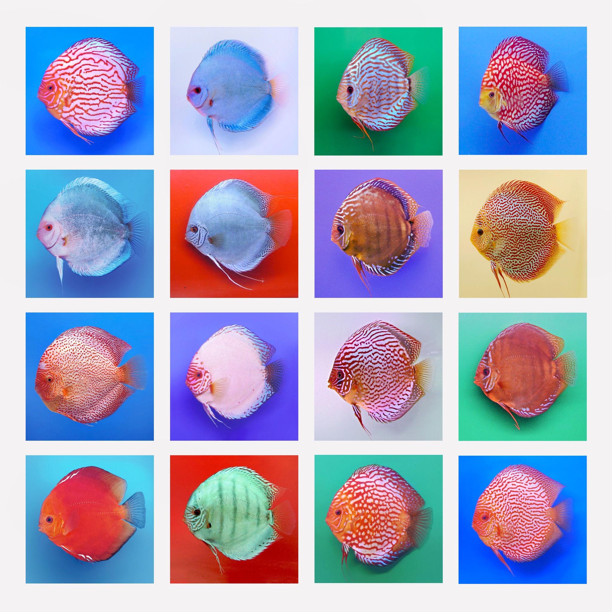 Discus.ae - New STENDKER Discus from a certified breeding... | Facebook