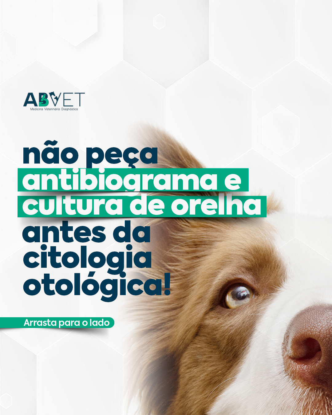 ABVET Medicina Veterinária Diagnóstica | Guaíra SP
